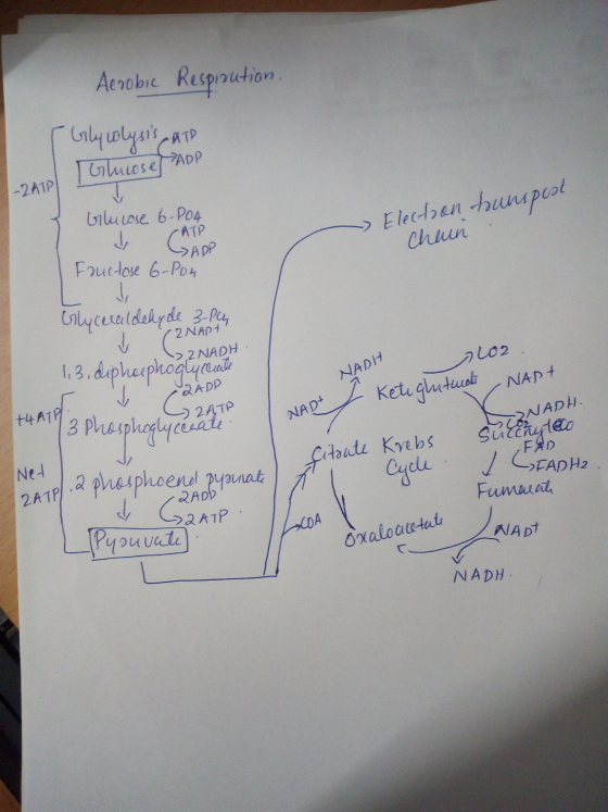 Aerobic Respiaution. [ՆՆ ԱՆ»)՝ -6 17 Gluose ADP -2A1P Glucose 6-Po4 CATP Election tounspust Cheun & Fructose 6-04 Glyceraldeh