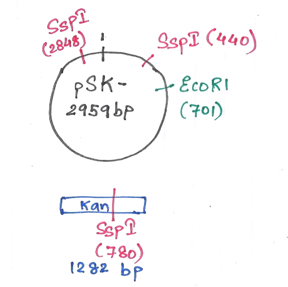 Ssp? (2848) Ssp I (440) 2959be (701) Kan a Ssp (780) 1282 bp