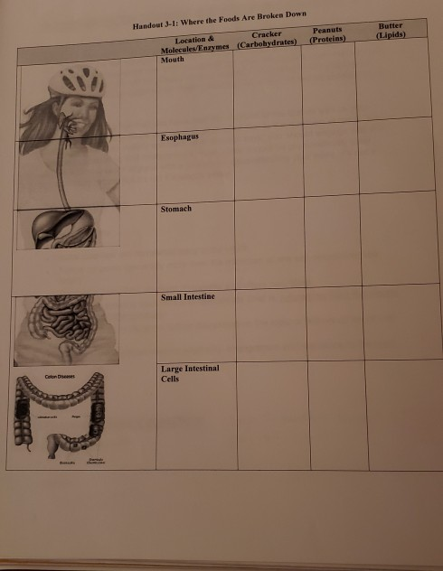 Handout 3-1: Where the Foods Are Broken Down Peanuts (Proteins) Butter (Lipids) Location & Cracker Molecules Enzymes (Carbohy