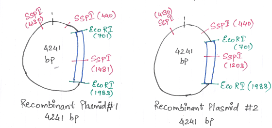 i Ssp (4130) SSPP (440) ТЕся53 4241 (701) 4241 sspl (1481) EcoRI (1983) Recombinant Plasmid #1 441 БР s spl (440) to EcoRI Hi