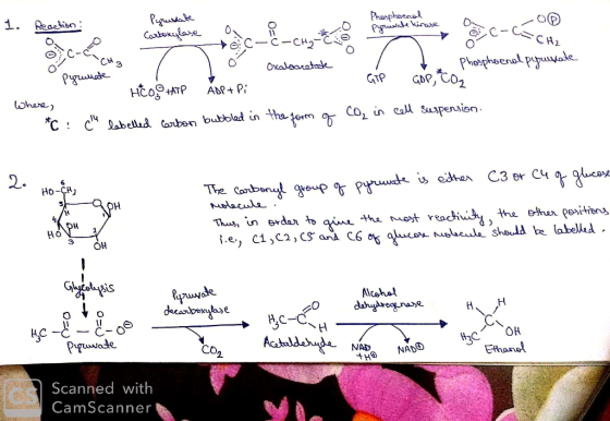 1. eachian 3 GTP GDP, CO1 C: C* JabekuJ dorben bubbled in ha Ho-CH) The Coio Thuy, uexdan qiua. MECa shauld be labelid Alceha