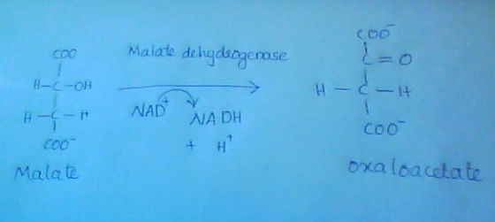 coo Malate dehyde gerase HC-OH H- & -t H- - NAD & NADH cool Malate oxaloa cetate