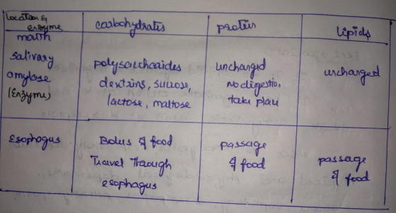 locations - Ensime moun carbohydrates protes lipids urcharged salivary amylase (Enzymes polysaccharides deutung, sucose, lact