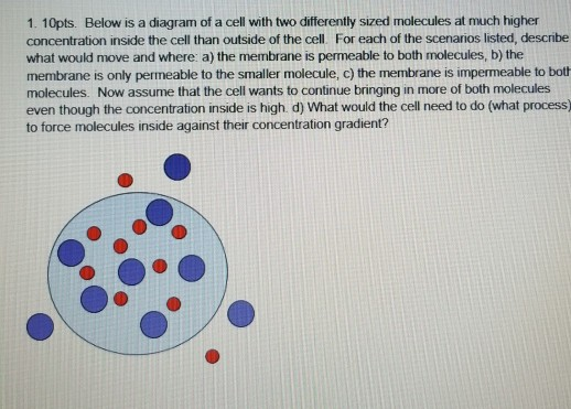 1. 10pts. Below is a diagram of a cell with two differently sized molecules at much higher concentration inside the cell than