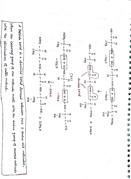 0 H 0 1 111 HO-C-C-NH2 + HO+C-C H494 + Ho-C-C-NH2 C42 CH3 -H20 -H20 OH H Н P=0 I-U- Du HO-C- NH2 H -C + 2H2O CH3 CH2 D Amide