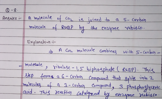 0-8. Answer A molecule of coz is joined to a 5 Carbon molecule of RuBP by the enzyme rubisco. Explanation & - A Cor molecule