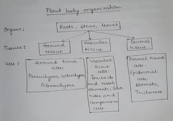 Plant body organization | Roots, Stems, leaves maan: Nascular tissue I Ground tessue Dermal tissue. Tissues : cells: Ground t
