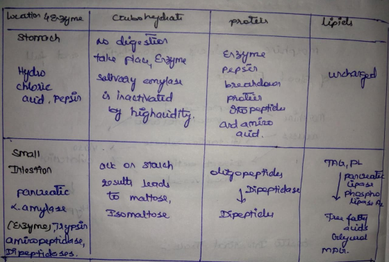 proters lipiels Location & Erzgne / Clubohephate Stomach | take place Enzyme Hydw salivary conglase chlorie and pepsin is ina