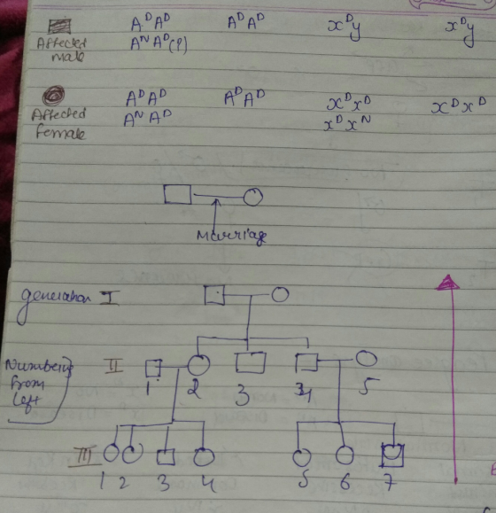 ABAD ANAC? APAP Affected male ADAD AAP X XD C D Affected female ANAD yo po x xN Move - generahan I Marriage t o generahan I N