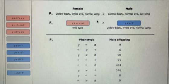 Female yellow body, white eye, normal wing x Male normal body, normal eye, cut wing P YwY wild type yellow body, white eye, n