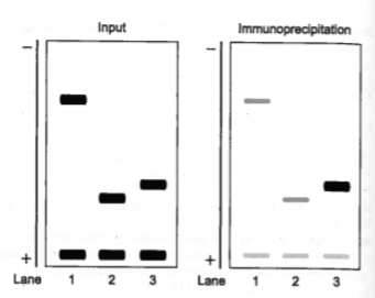 Input Immunoprecipitation Lane 1 Lane 1 2 3