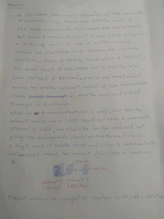 Answer - On SDS-PAGE, SDS usually setarates out the subunits. notein. Thus, 50k Da and 80koa bands of -PAGE represents that t