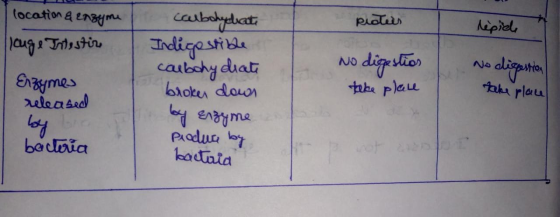 location & enzyme louge Intestir - piaties lipide Enzymes released carbohydrate Indigestible carbohy diate broker down by Enz