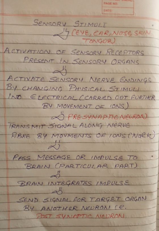 PAGE NO DATE ON OF SENSORy RECERTORS PRESENT IN SENSORY ORGANS ACTIVATE SENSORV NERVE D By MOVEMENT OE İON PRE SYNn Pess MESS