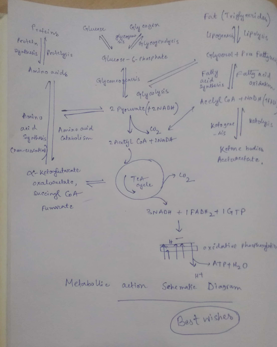 (Tridawori dar) tarogerai Lipalge Fat Gly cogen alycogene Profeins Glurose Protein SYnthesis Prutelysis fatgy 4 Pre alyoorol