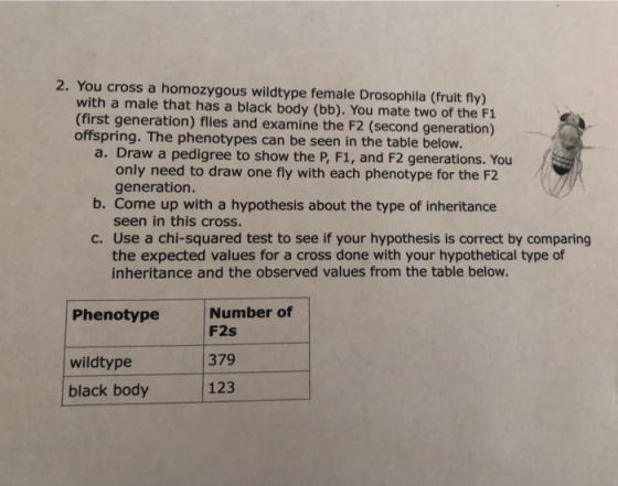 2. You cross a homozygous wildtype female Drosophila (fruit fly) with a male that has a black body (bb). You mate two of the