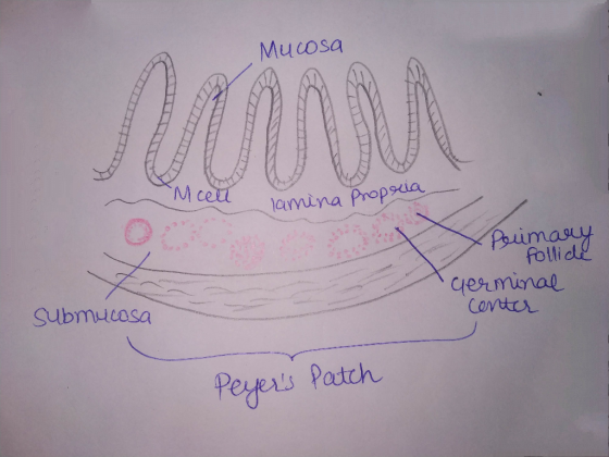 Mucosa M c 入ㄧ一、.laynina ProPua folli Submutasa germinal ortex Peyeris Patch