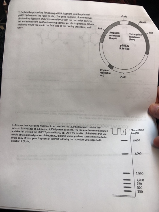 7. Explain the procedure for cloning DNA fragment into the plasmid PBR322 (shown on the right) (S pts.). The gene fragment of