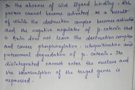 9m the abgene of wnt lfgano bin ding , kih on complux betomes autivata catenin thab of P. and cauwes phosphoylaho n, uhiquiti