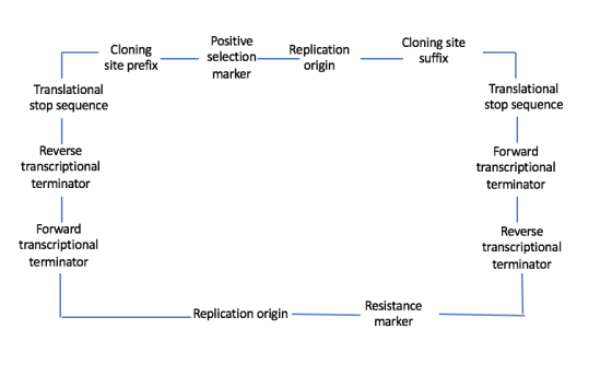 Positive Cloning site Cloning Replicatiorn origin selection marker suffix site prefix Translational Translational stop sequen