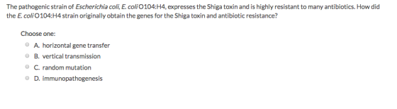 The pathogenic strain of Escherichia coli, E. coli O 104: H4, expresses the Shiga toxin and is highly resistant to many antib