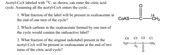 Acetyl-CoA labeled with C, as shown, can enter the citric acid cycle. Assuming all the acetyl-CoA enters the cycle... 1. What