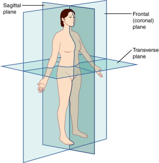 Sagittal plane Frontal (coronal) plane Transverse plane