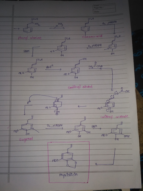 NH O2 NADPH Phenyl alanine cinnamic aci SAM 0.2,NADPH ơn RedD Conifeyy alcohol 01 Conifony acetate 2/NADPH SAM он Eugenel yeo