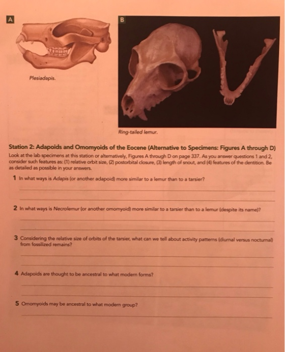A Plesiadapis. Ring-tailed lemur. Station 2: Adapoids and Omomyoids of the Eocene (Alternative to Specimens: Figures A throug