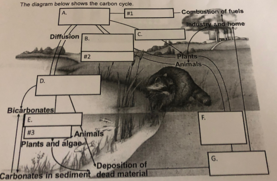 The diagram below shows the carbon cycle. Combustion of fuels A. #1 Industry and home C. Diffusion [B. #2 ants Animals D. Bic