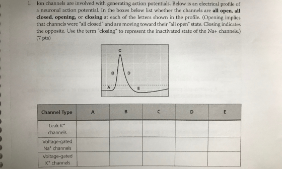 Ion channels are involved with generating action potentials. Below is an electrical profile of a neuronal action potential. I