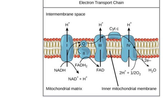 Electron Transport Chain Intermembrane space H ACyt c A IV 2e- FADH2 NADH H2O NAD+H Mitochondrial matrix Inner mitochondrial
