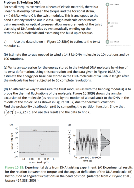 Problem 3: Twisting DNA For small torques exerted on a beam of elastic material, there is a linear relationship between the t