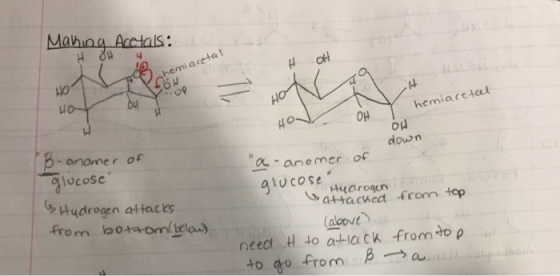 hemi aceta H OH hemiacetat - anomer of down ocosc anomer of glucose “ Hudrogen attacts .fro m boャror.cla.) at tached fron top