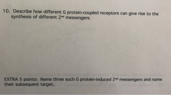 10. Describe how different G protein-coupled receptors can give rise to the synthesis of different 2nd messengers. EXTRA 5 po
