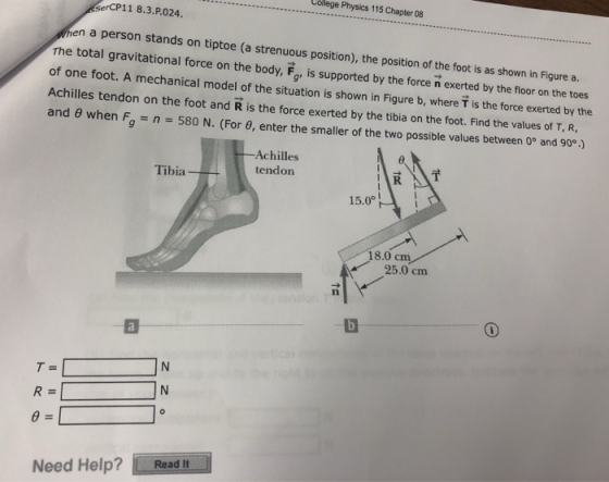 e Physics 115 Chapter Of8 erCP11 8.3.P.024. hen a person stands on tiptoe (a strenuous position), the position of the foot is