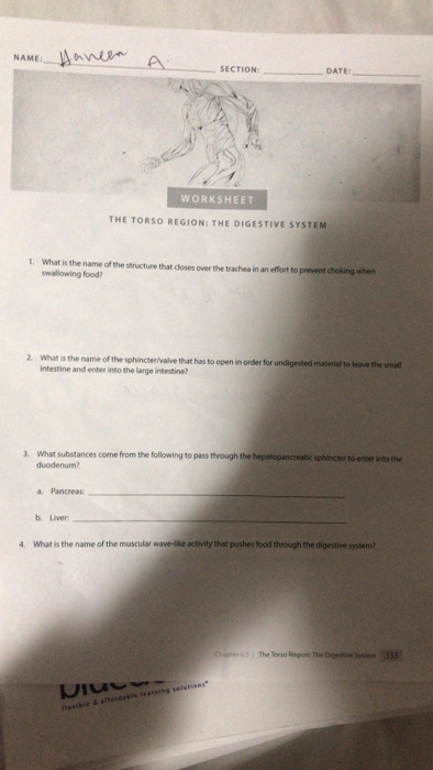 Aaneer NAME: A SECTION DATE: WORKSHEET THE TORSO REGION: THE DIGESTIVE SYSTEM 1. What is the name of the structure that close