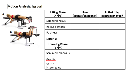 Motion Analysis: leg curl Lifting Phase (AB) In that role, contraction type? Role A (agonist/antagonist) Semitendinosus Rectu