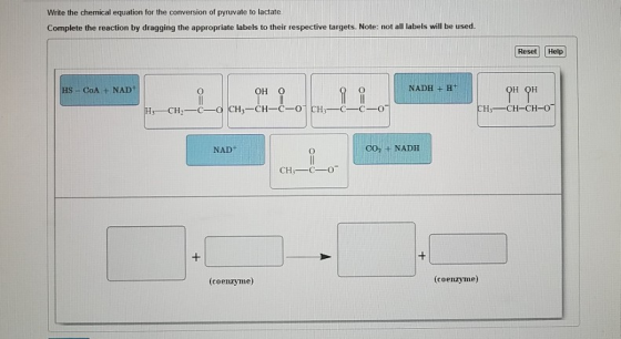 Write the chemical equation for the conversion of pynuvate to lactate Complete the reaction by dragging the appropriate label