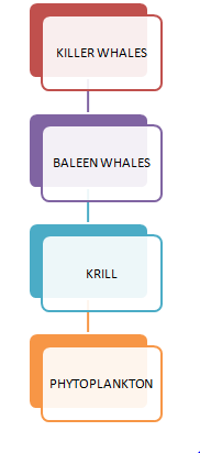 KILLER WHALES BALEEN WHALES KRILL PHYTOPLANKTON