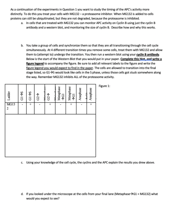 As a continuation of the experiments in Question 1 you want to study the timing of the APCs activity more distinctly. To do