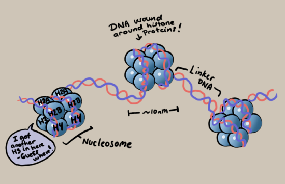 DNA ound aroundphoftone Proteins Link Cr HY Nucleosome anather Hs in here