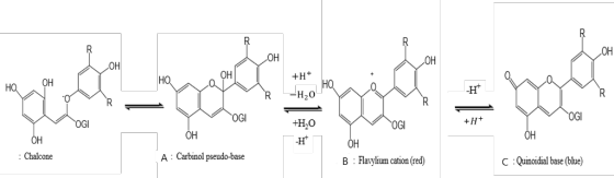 R OH OH OH OH Он но Он Но H20 но -н R R OGI OGI H OGI +Н,о OGI OH OH -н OH OH A Carbinol pseudo-base : Chalcone B Flavylium c