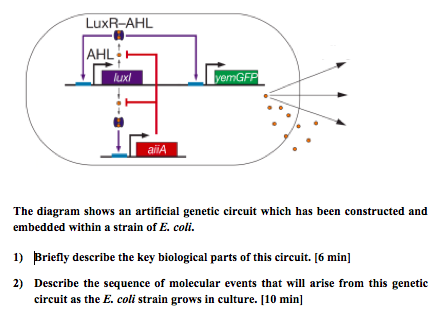 LuxR-AHL AHL uxl emGF aiA The diagram shows an artificial genetic circuit which has been constructed and embedded within a st