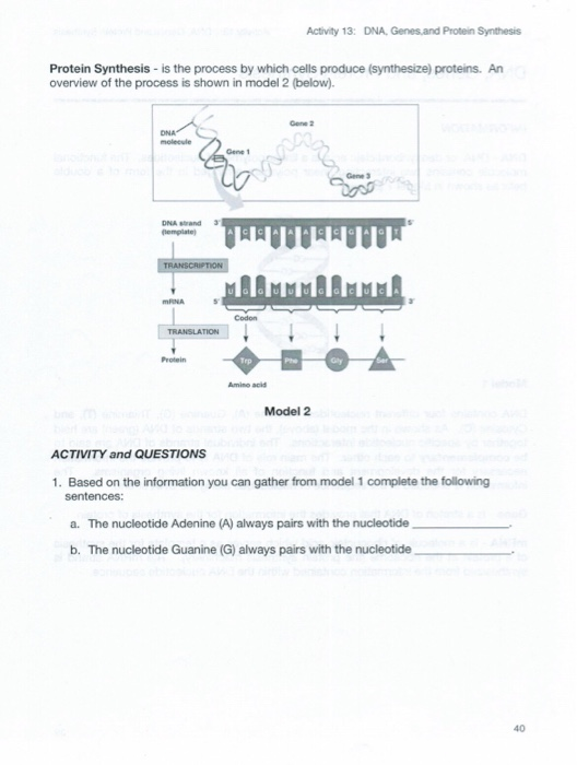 DNA, Genes and Protein Synthesis Activity 13: Protein Synthesis is the process by which cells produce (synthesize) proteins.