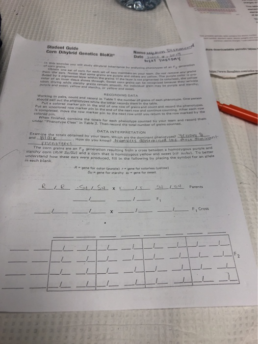 Student Guide Corn Dihybrid Genetics BioKit Date s 20.5 NERT TUES Dny In this of com c you will sudy diyrid inheritane tre an