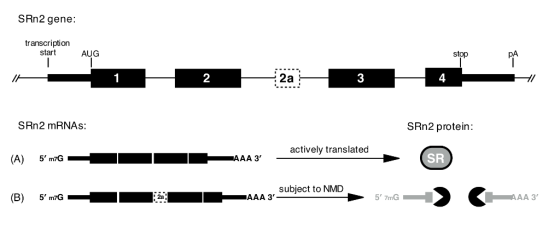 SRN2 gene: transcription start AUG stop 1 2 2a 3 4 SRN2 protein: SRN2 MRNAS: actively translated SR AAА 3 (A) 5 m7G subject