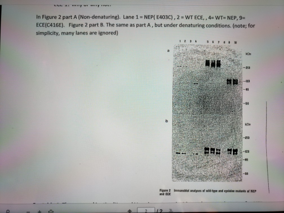 In Figure 2 part A (Non-denaturing). Lane 1 NEP( E403C) , 2 = WT ECE, , 4= WT= NEP, 9= ECE(C416E). Figure 2 part B. The same