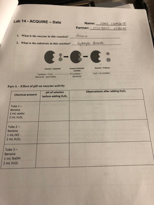 Lab 14-ACQUIRE-Data Name: iHNY CLMESTE Partner: ETSE ENET KEASEBE benan a 1. What is the enzyme in this reaction? h fened 2.