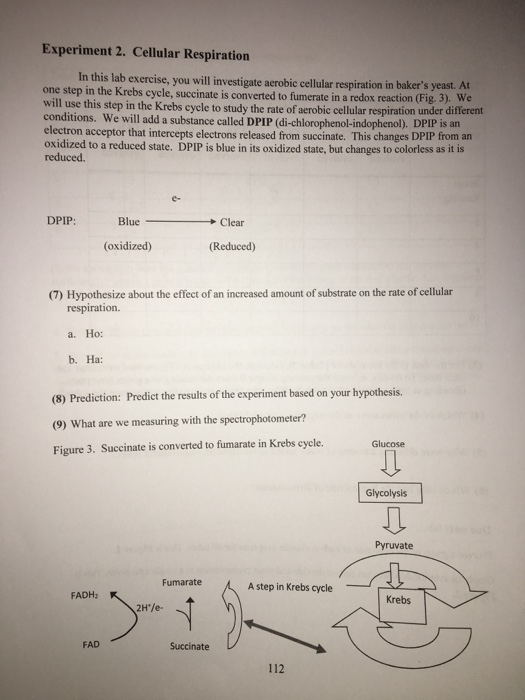 Experiment 2. Cellular Respiration In this lab exercise, you will investigate acrobic cellular respiration in bakers yeast.